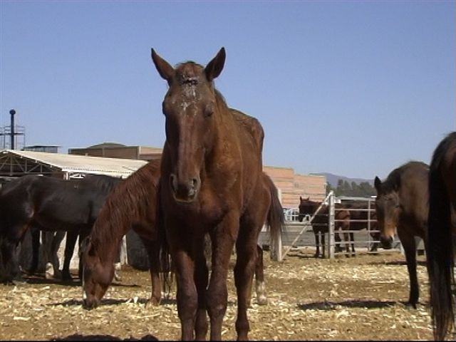 Horse at Jerez Slaughter Plant