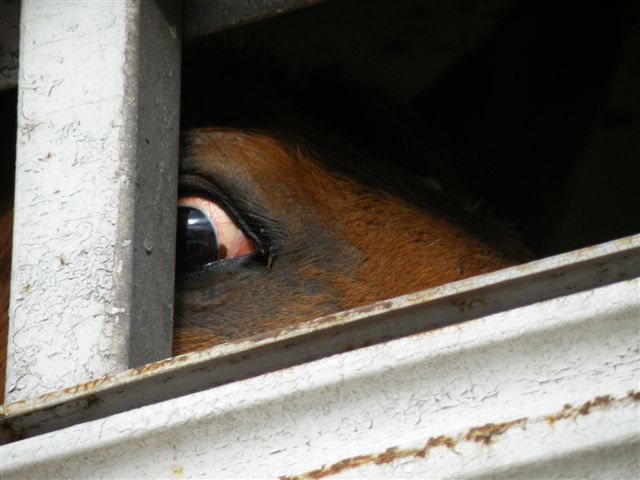 Horse on slaughter truck