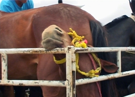 horse tied to trailer
