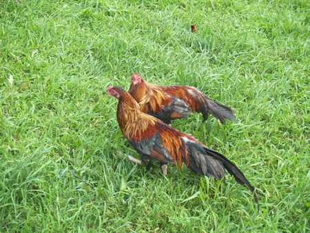 Fancy Tailed Roosters - Juan Carlos and Fidel