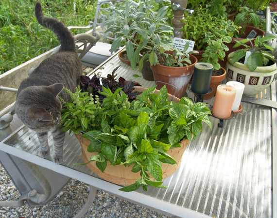 Millie and the Basil Harvest