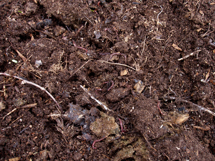 Compost Up Close