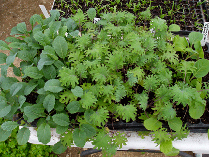 Kale Seedlings 1 