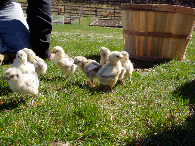 Chicks in the farm yard