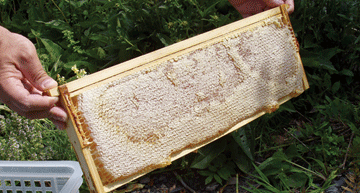 frame of honey 