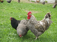Maran Rooster and Hens