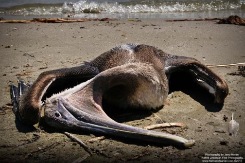 A Dead Pelican On Raccoon Island