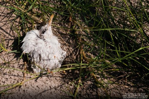A Dead Juvenile Tern On Raccoon Island August 8, 2010