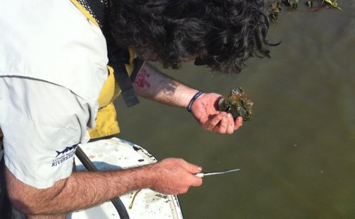 Collecting oysters from Oyster Bayou