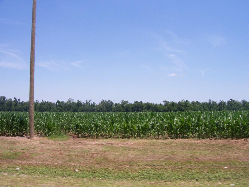 corn fields in the Morganza floodway
