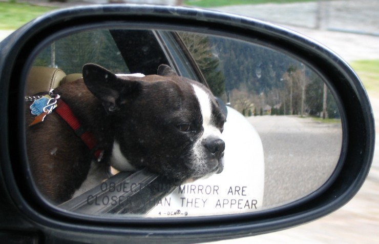 Dixie is side mirror