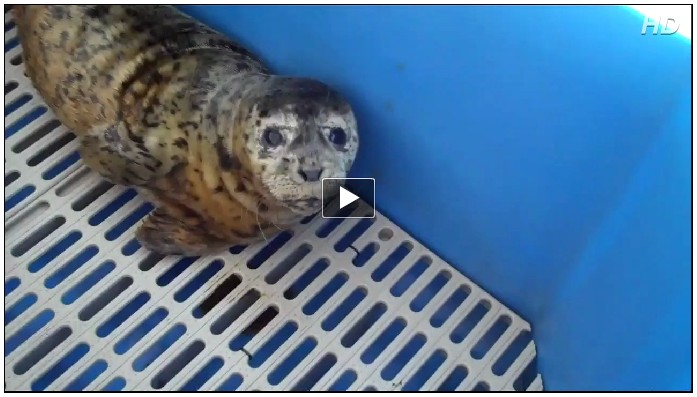 Marine Mammal Rescue Video