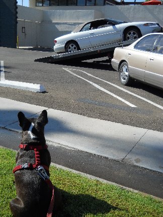 Dixie watching car being towed