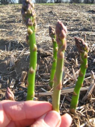Frost on the asparagus