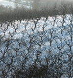 Image showing an orchard in winter.