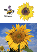 Great Sunflower Project logo and image.