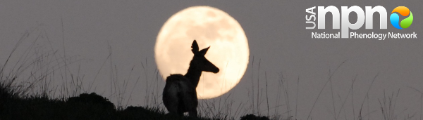 Image showing a mule deer in front of a full moon. 