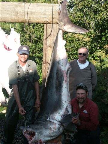 433 pound salmon shark