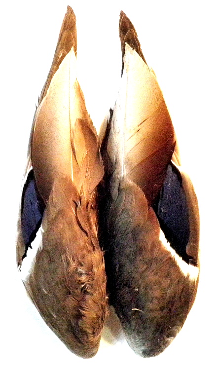 mallard wings