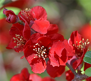 Chinese quince, Cydonia 'Fire Dance'