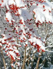 Snow covered winterberry
