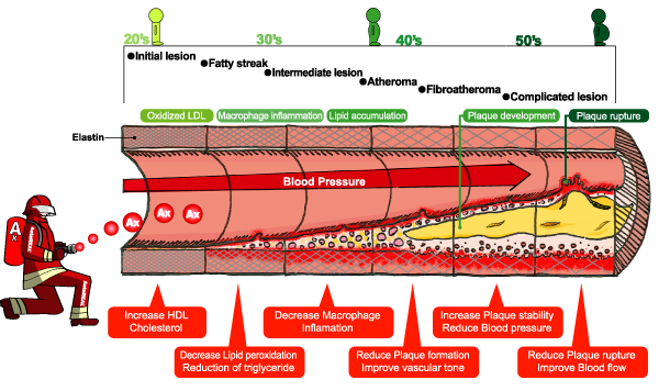 Atherosclerosis prevention