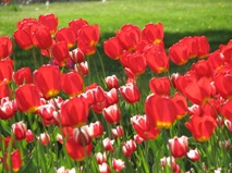 More Tulips