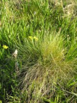 Roemer's Fescue