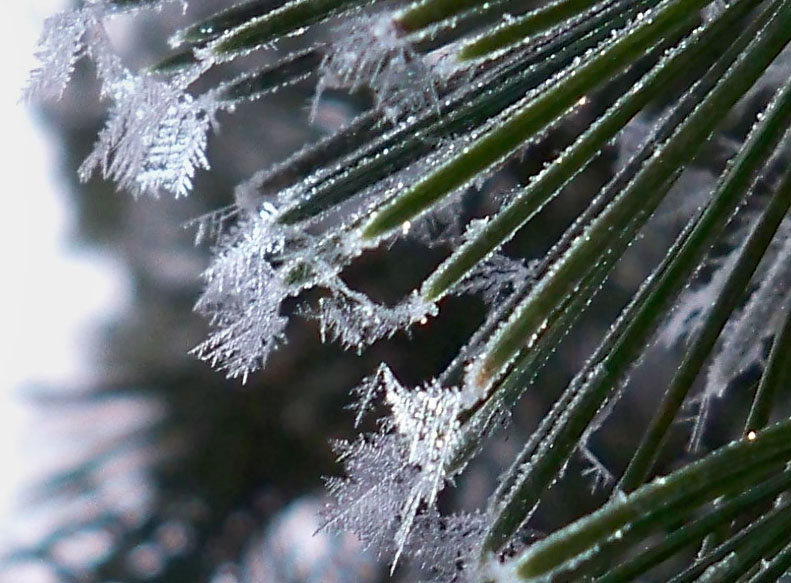 Icy pine needles