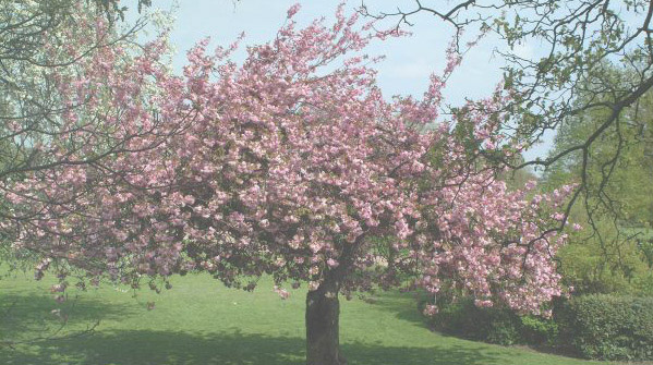 Tree in bloom