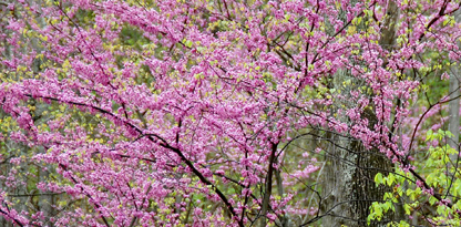 Red Bud trees blooming spring 2011