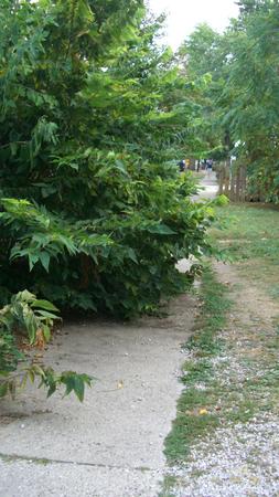Sidewalk Vegetation