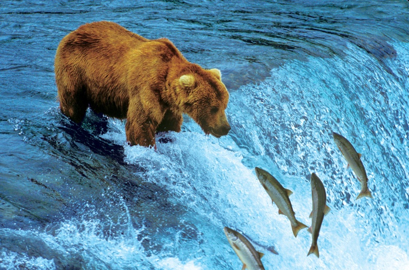 Alaska Bear