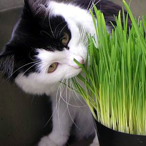 catgrass