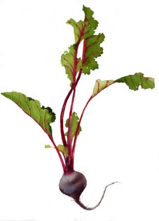 beet by Stephanie Anderson