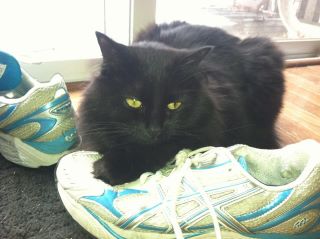 Rachel Karel's cat warming her shoes for a run