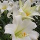 Easter Lily_sm