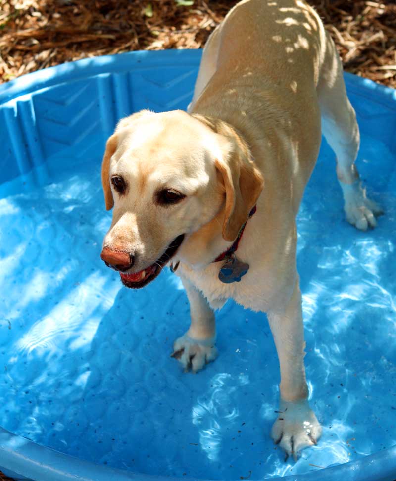 Dog In Wading Pool