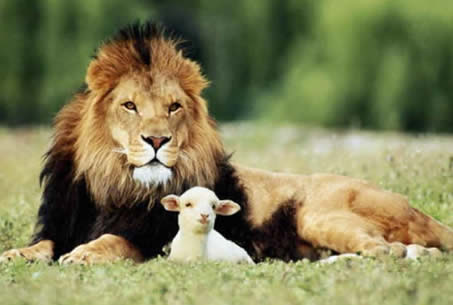 Lion and the lamb