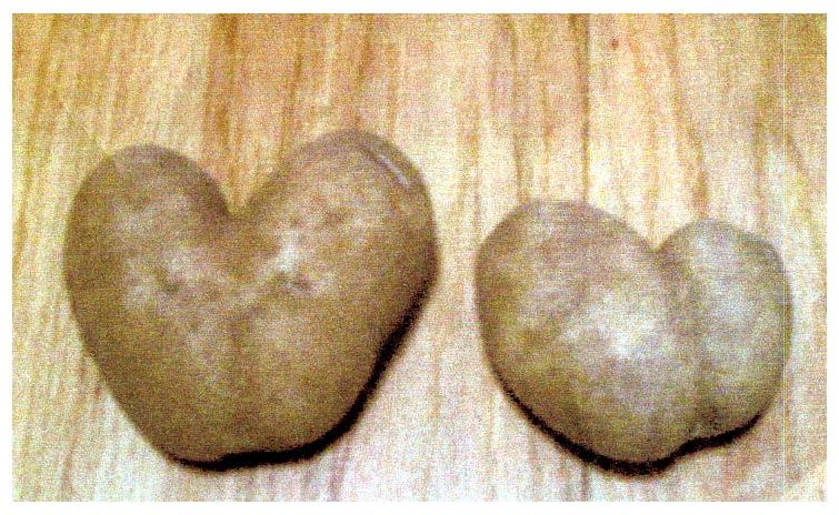 Potatoes two white
