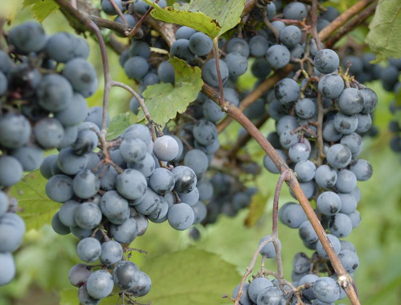 DeChaunac grapes ripe