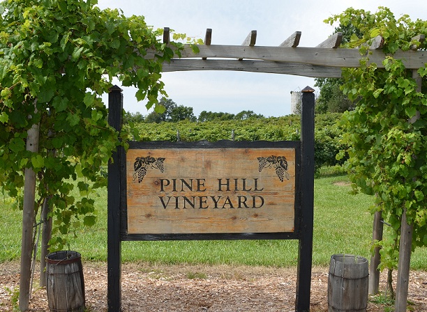 Pine Hill vineyard