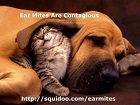ear mites dog-cat