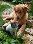 dog & cat 