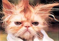 cat bad hair day 