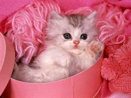   kitten in pink. 