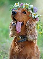 dog wflowers nl happy