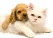 white cat yellow pup