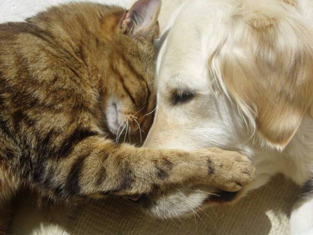 CAT DOG LOVE