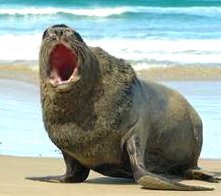Photo of sea lion